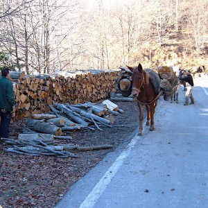 Forestazione e legname