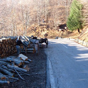 Forestazione e legname
